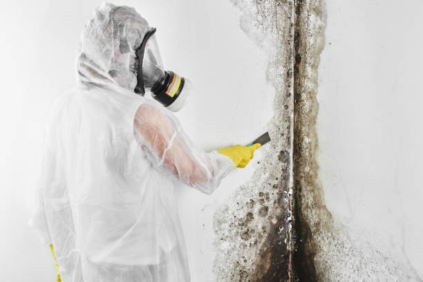 Best Crawl Space Mold Removal  in Woodbury, NJ