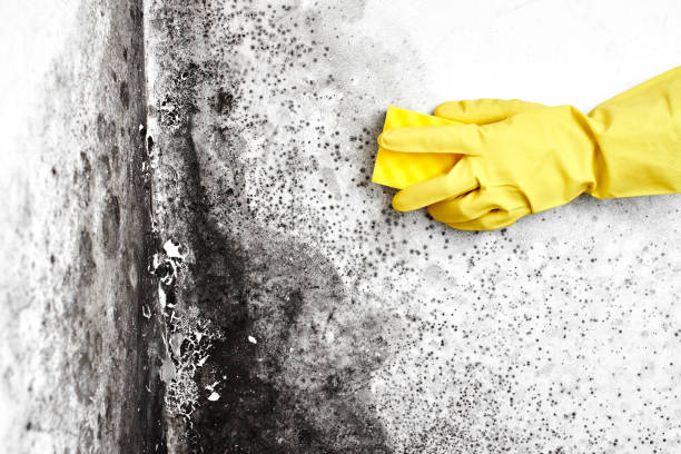 Trusted Woodbury, NJ Mold Removal Experts