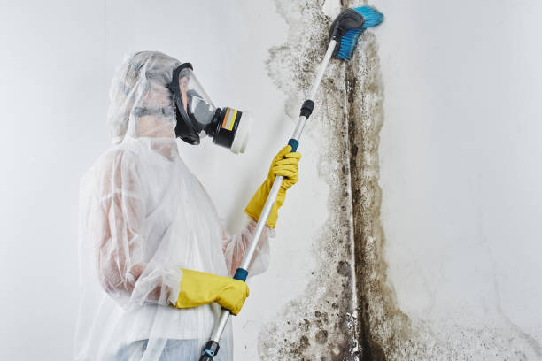 Best Commercial Mold Removal  in Woodbury, NJ