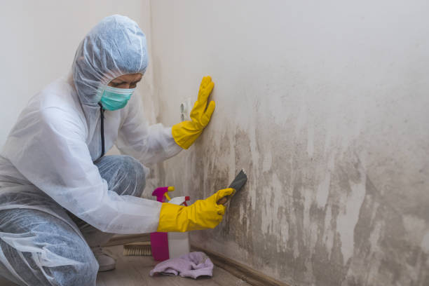 Best Mold Remediation  in Woodbury, NJ