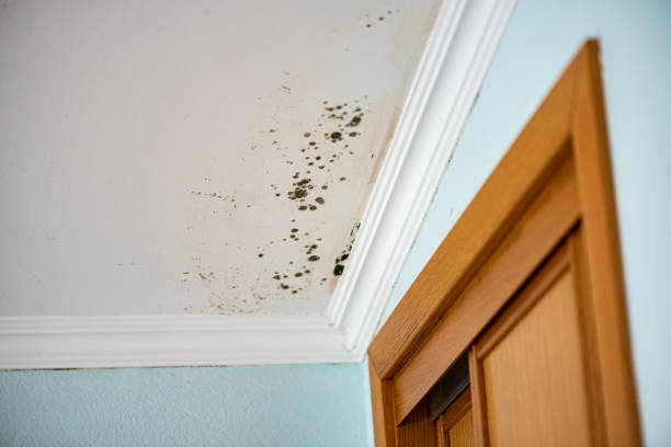 Best Mold Damage Repair  in Woodbury, NJ
