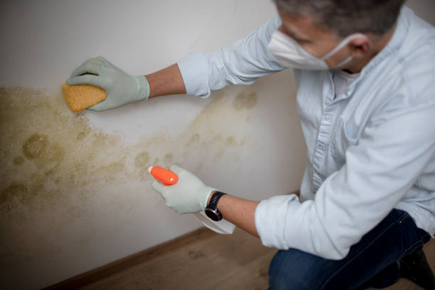 Best Mold Remediation  in Woodbury, NJ