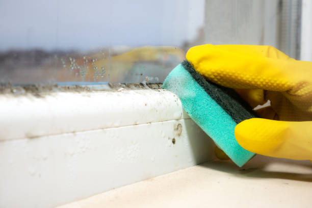 Best Professional Mold Removal  in Woodbury, NJ