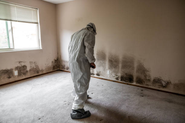 Best Fast Mold Removal  in Woodbury, NJ