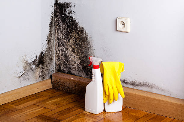 Best Black Mold Removal  in Woodbury, NJ